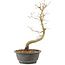 Acer palmatum, 37 cm, ± 8 years old