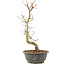 Acer palmatum, 37 cm, ± 8 years old