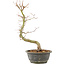 Acer palmatum, 37 cm, ± 8 years old