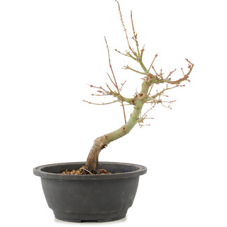 Acer palmatum, 28 cm, ± 8 years old