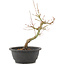 Acer palmatum, 28 cm, ± 8 Jahre alt