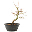 Acer palmatum, 28 cm, ± 8 Jahre alt