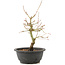 Acer palmatum, 28 cm, ± 8 Jahre alt