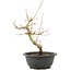 Acer palmatum, 28 cm, ± 8 Jahre alt