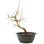 Acer palmatum, 28 cm, ± 8 jaar oud