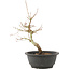 Acer palmatum, 28 cm, ± 8 years old