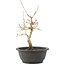Acer palmatum, 28 cm, ± 8 jaar oud