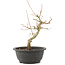 Acer palmatum, 28 cm, ± 8 years old