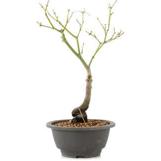 Acer palmatum, 27,4 cm, ± 8 ans