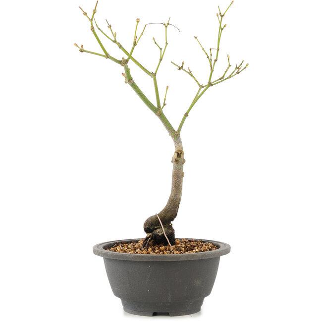 Acer palmatum, 27,4 cm, ± 8 Jahre alt