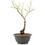 Acer palmatum, 27,4 cm, ± 8 years old