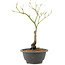 Acer palmatum, 27,4 cm, ± 8 years old