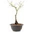 Acer palmatum, 27,4 cm, ± 8 years old