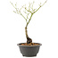 Acer palmatum, 27,4 cm, ± 8 years old