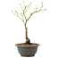 Acer palmatum, 27,4 cm, ± 8 Jahre alt