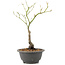 Acer palmatum, 27,4 cm, ± 8 years old