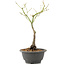 Acer palmatum, 27,4 cm, ± 8 jaar oud