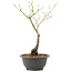 Acer palmatum, 27,4 cm, ± 8 years old