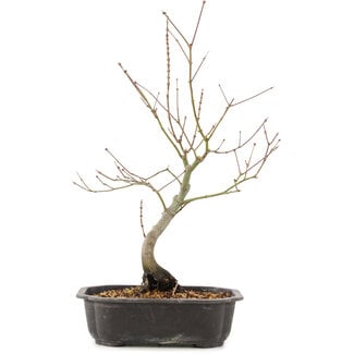 Acer palmatum, 38 cm, ± 8 anni