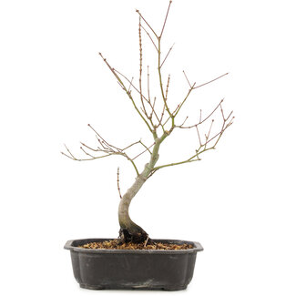 Acer palmatum, 38 cm, ± 8 años