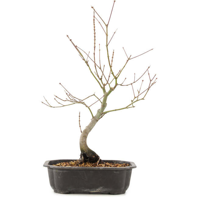 Acer palmatum, 38 cm, ± 8 anni