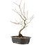 Acer palmatum, 38 cm, ± 8 years old