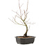 Acer palmatum, 38 cm, ± 8 anni