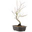 Acer palmatum, 38 cm, ± 8 jaar oud