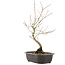 Acer palmatum, 38 cm, ± 8 years old