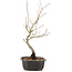 Acer palmatum, 38 cm, ± 8 years old