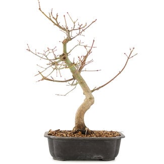 Acer palmatum, 37 cm, ± 8 anni