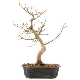 Acer palmatum, 37 cm, ± 8 ans