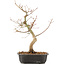 Acer palmatum, 37 cm, ± 8 years old