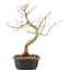 Acer palmatum, 37 cm, ± 8 years old