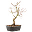 Acer palmatum, 37 cm, ± 8 jaar oud