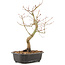 Acer palmatum, 37 cm, ± 8 Jahre alt