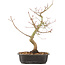 Acer palmatum, 37 cm, ± 8 years old