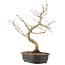 Acer palmatum, 37 cm, ± 8 Jahre alt