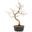 Acer palmatum, 37 cm, ± 8 years old