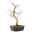 Acer palmatum, 37 cm, ± 8 Jahre alt