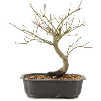 Acer palmatum, 24 cm, ± 8 ans