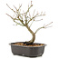Acer palmatum, 24 cm, ± 8 years old