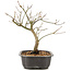 Acer palmatum, 24 cm, ± 8 years old