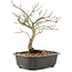 Acer palmatum, 24 cm, ± 8 years old