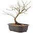 Acer palmatum, 24 cm, ± 8 Jahre alt