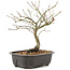 Acer palmatum, 24 cm, ± 8 years old