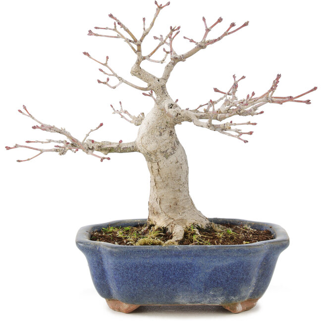 Acer palmatum, 14,5 cm, ± 15 years old