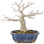 Acer palmatum, 14,5 cm, ± 15 years old