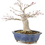 Acer palmatum, 14,5 cm, ± 15 years old