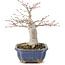 Acer palmatum, 14,5 cm, ± 15 Jahre alt